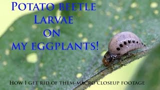 Potato Beetle Larva On My EggplantsHow I Get Rid Of ThemCloseup Macro Footage [upl. by Delphine995]