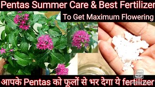 Summer Care of Pentas Plant How to Get Maximum Flowering on Pentas Pentas पर कैसे पाए डेरों फूल [upl. by Cordey]