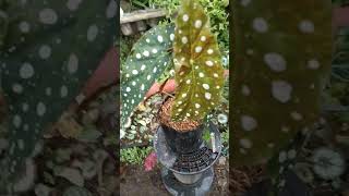 Ready Begonia polkadot maculata cek link httpstokopedialinkgemilangflower [upl. by Remo24]