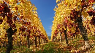 Alsace Wine Route France [upl. by Lehcyar640]