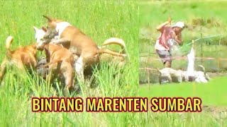 BERBURU MARENTEN DI SUMBAR  ALEK TANAH SIRAH GALO GANDANG [upl. by Ulrick]