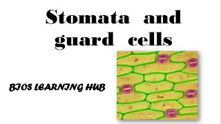 How stomata open and close [upl. by Pega]