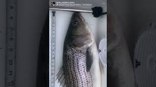 Striped BaSS Hype [upl. by Koh]