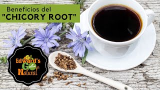 Beneficios de la raíz de achicoria quotChicory Rootquot [upl. by Jonah]