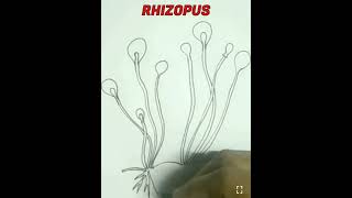 How to draw Rhizopus easily [upl. by Annoyed]