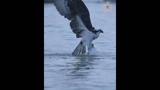 Short  Osprey Rising with Nice Fish wildlife birds ospreys nature birdofprey [upl. by Garey]