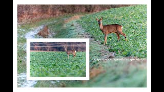 Căprioara Capreolus capreolus – Surprize din Natura  Roe deer  Natures surprises [upl. by Shandie956]