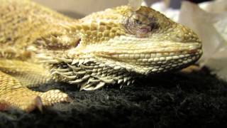 Bearded Dragon Daily Eye Care [upl. by Hctud997]