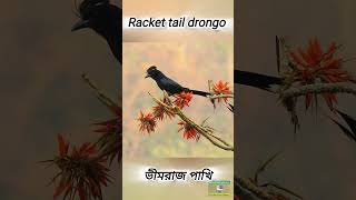 Racket tailed drongo call birds birdsounds shortvideo shorts birdsong [upl. by Netsuj]