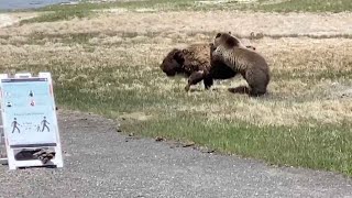 Bear And Bison Fight At Yellowstone National Park [upl. by Akit306]