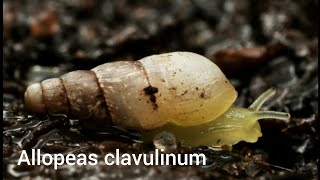 The life of Allopeas clavulinum [upl. by Barbara]