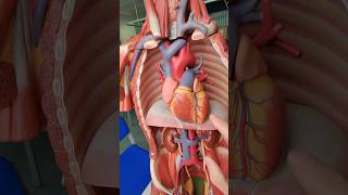 The aorta anatomy [upl. by Haden]