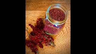 Processing Staghorn Sumac [upl. by Enilraep303]