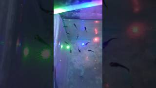 Black molly breeding capaletefish shortsvideo mollyfish breeding pets [upl. by Inaluiak]