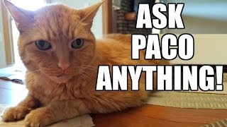 Ask Paco Anything Cat Answers Your Questions Babyteeth More [upl. by Nedra24]