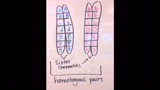 Sister Chromatids A Brief Explanation [upl. by Adlecirg161]