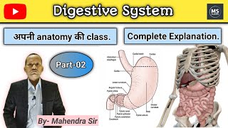 How to Digestive System work Human digestive system Part2 I Anatomy and Physiology I 3D Animation [upl. by Lazar]