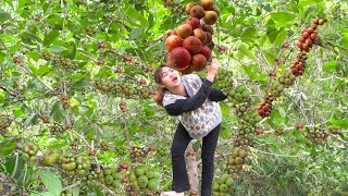 Harvesting Ficus Hispida  A Type Of Fruit That Tastes Delicious When Pickled Goess to market sell [upl. by Ailecec]