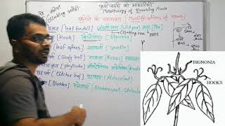 पत्तियों के रूपांतरण  Modifications of leaves  Morphology of flowering plants [upl. by Inail]