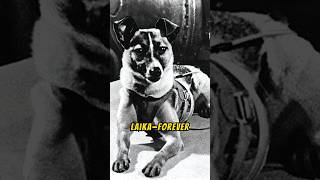 Laika  The Brave Dog Who Paved the Way for Space Travel shortsvideo shorts dogshorts doglovers [upl. by Alisander77]