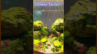 Ember Tetra Tiny Fiery Fish for Stunning Aquascapes fish bengaluru cubbonpark ytshorts nature [upl. by Airolg37]