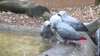 African Greys Eating Ice [upl. by O'Carroll21]