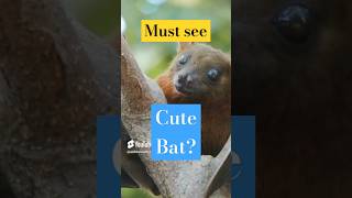 Facts of a Tubed Nosed Fruit Bat facts wildlife [upl. by Ethben351]