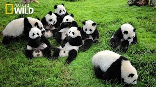 Life of Rare Panda – National Geographic And Wildlife Animal Documentary [upl. by Lalage]