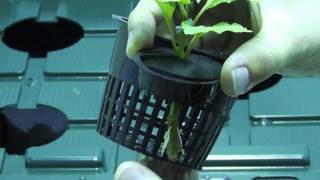 Transplanting Clones into a Hydroponic DWC pepper bhut jolokia [upl. by Ynoffit]