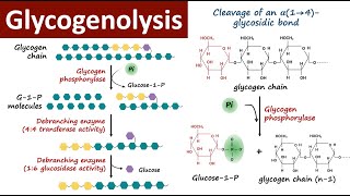 Glycogenolysis  Glycogen Breakdown  Glycogen Metabolism  Carbohydrate Metabolism  Biochemistry [upl. by Nahshu773]