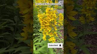 Lysimachia punctata plantscollection flowers naturalflowers lysimachia garden nature plants [upl. by Laurentium]