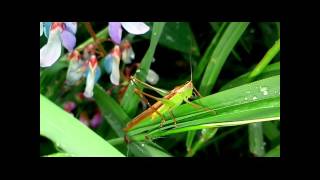 Criquet Locusta migratoria [upl. by Demaggio]