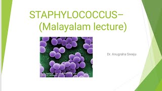 STAPHYLOCOCCUS LECTURE MICROBIOLOGY MALAYALAM  5 MARKS QUESTION PART 1 [upl. by Joletta281]