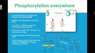 Phosphorylation 2016 IB Biology [upl. by Yebba71]