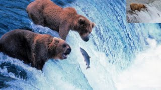 Grizzly Bears Catching Salmon  Natures Great Events  United state in Alaska  Zoo Animal [upl. by Yclek163]