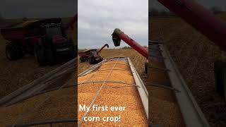 Harvesting my first ever corn crop [upl. by Kcarb572]