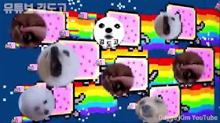 냥냥냥냥냥  냥캣 강아지 리믹스 Nyan Cat Gabe the dog Remix [upl. by Atrahc]