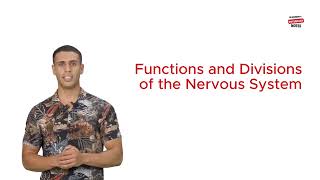 Functions and Divisions of the Nervous System [upl. by Aekerly282]