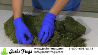 Joshs Frogs Sheet Moss and Mood Moss Care and Uses for Container and Fairy Gardens [upl. by Gaultiero488]