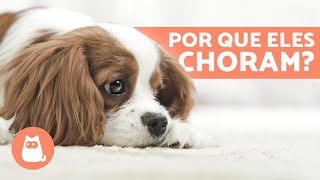 CACHORRO CHORANDO o que pode ser  6 CAUSAS [upl. by Nylatsirhc]