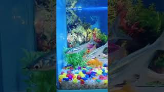 Aquarium moulded tank💜 aquarium fish goldfish aquariumfish [upl. by Meraree733]