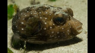 Stars and stripes  Puffer Arothron hispidus [upl. by Heigl]