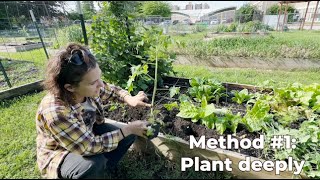 How To Plant Tall or Leggy Tomato Seedlings [upl. by Anilys434]