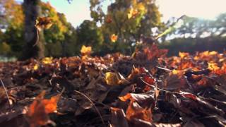 autumn leaves fall season nature colorful leaves slow motion h494vir D [upl. by Maxma]