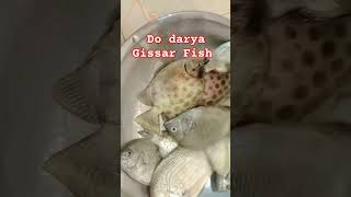 Gissar Fish  Hamour Fish 🐟 Catching fishing pk dodarya dandiyafishing🐟 [upl. by Fiedling]