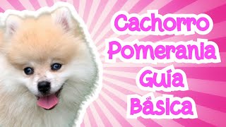 CACHORRO de POMERANIA 🍼🐶 Guía Básica  Cuidados de POMERANIA [upl. by Adnaloj]