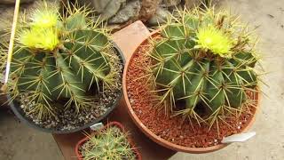 Ferocactus glaucescens [upl. by Akemit216]