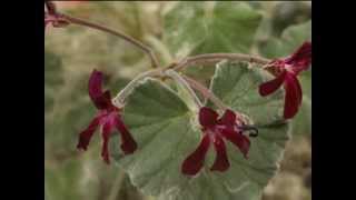 Pelargonium sidoides [upl. by Faubion]