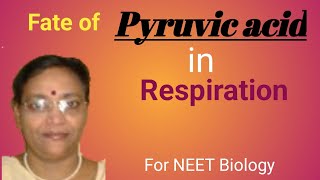 Fate of Pyruvic Acid in Respiration [upl. by Chester305]