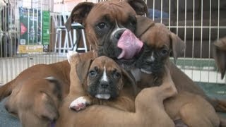 Cute 6 Week Old Boxer Puppies Playing [upl. by Htiek944]